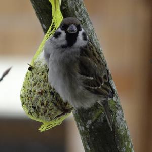 House Sparrow