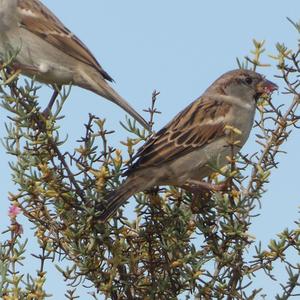 House Sparrow