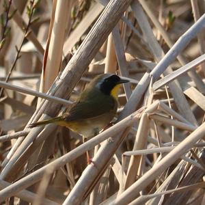 Common Yellowthroat