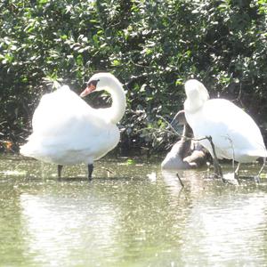 Mute Swan