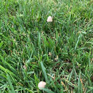 Coprinus auricomus