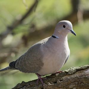 Eurasian Collared-dove