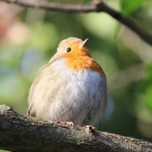 European Robin