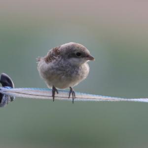 Red-backed Shrike