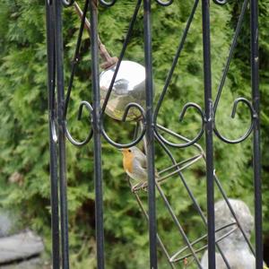 European Robin