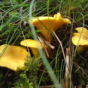 Chanterelle, Common