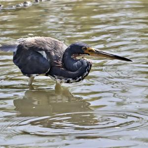 Purple Heron