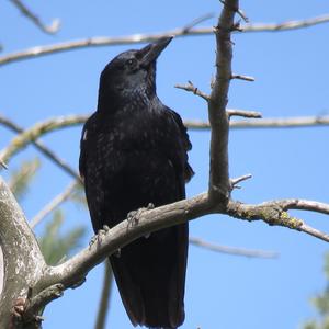 Carrion Crow