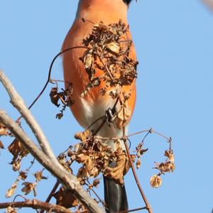 Eurasian Bullfinch