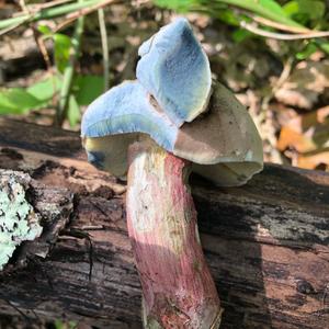 Red-cracked Bolete