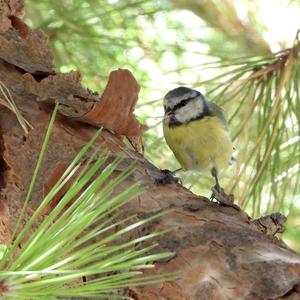 Blue Tit