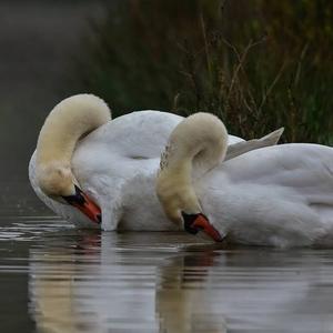 Mute Swan