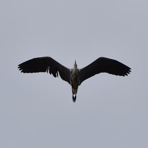 Grey Heron