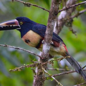 Collared Aracari