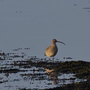 Eurasian Curlew