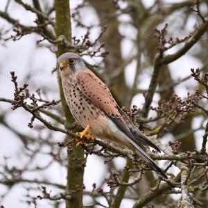 Common Kestrel