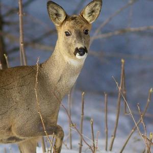 European Roe Deer