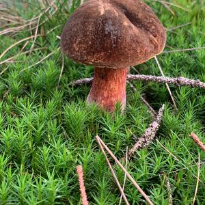 Dotted-stem Bolete