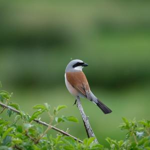 Red-backed Shrike