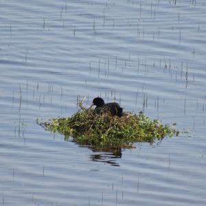 Common Coot