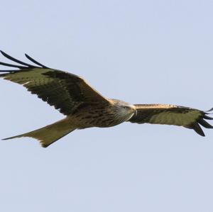 Red Kite