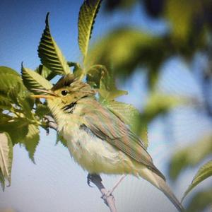 Melodious Warbler