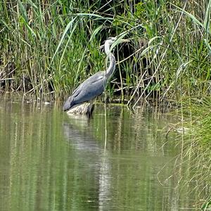 Grey Heron