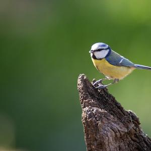 Blue Tit