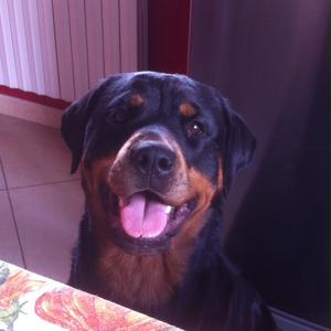 Rottweiler