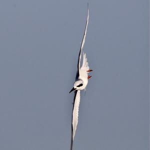 Royal Tern