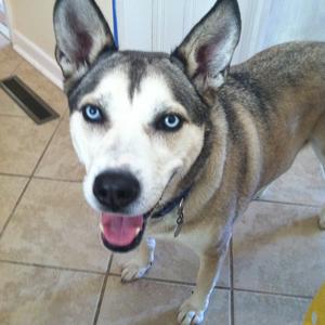 Unknown Breed