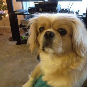 Pekingese