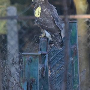 Common Buzzard