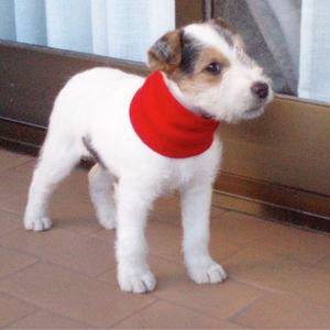 Fox Terrier (Wire)