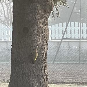 Eurasian Green Woodpecker