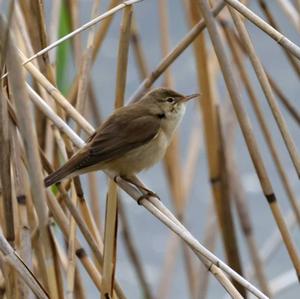 Eurasian Reed-warbler