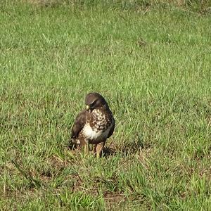 Mäusebussard