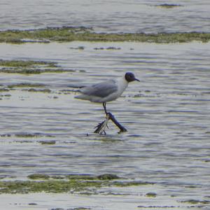 Black-headed Gull