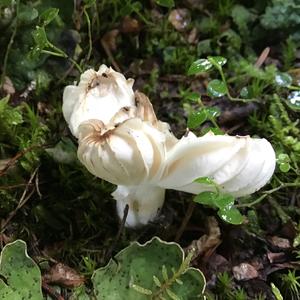 Fluted White Helvella