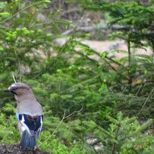 Eurasian Jay