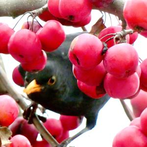 Eurasian Blackbird