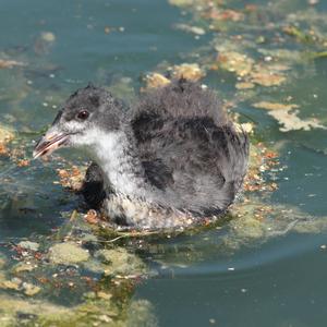 Common Coot