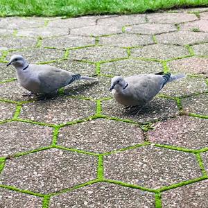 Eurasian Collared-dove