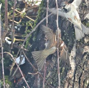 House Sparrow