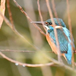 Common Kingfisher