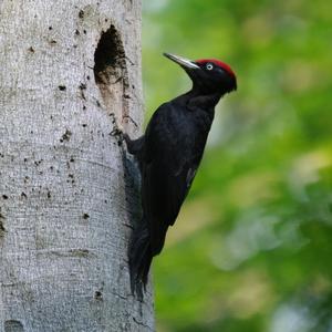 Black woodpecker