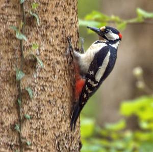 Great Spotted Woodpecker