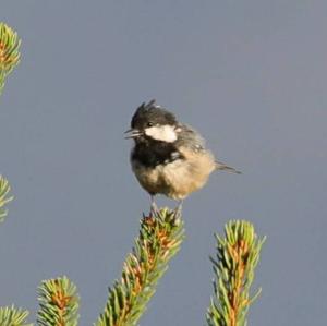 Coal Tit