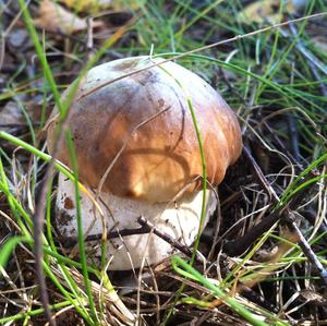 King Bolete