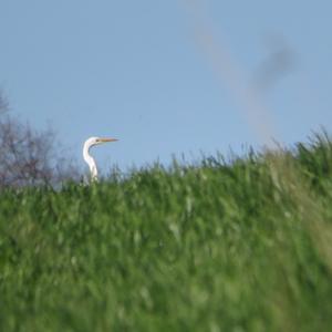 Great Egret